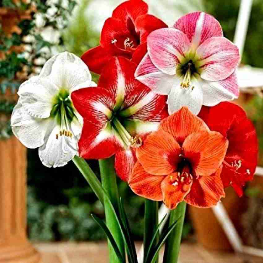 Audbhidhi Amaryllis Flower Bulbs For