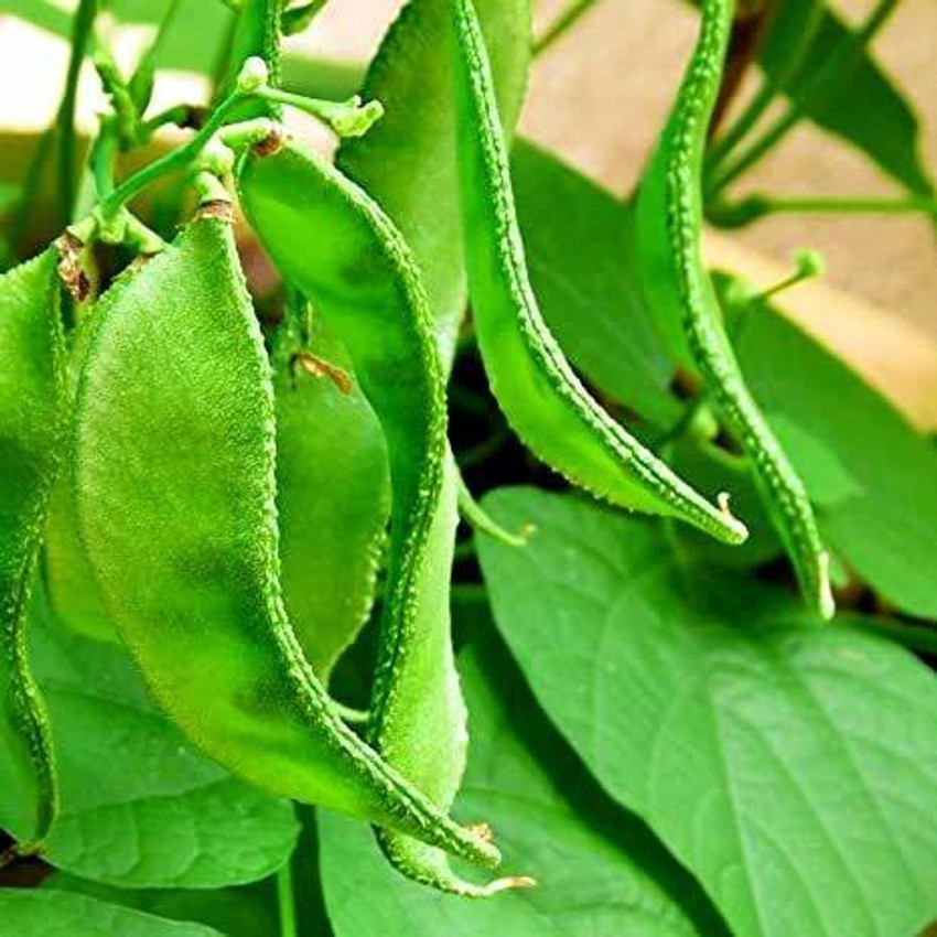 Dolichous Bean