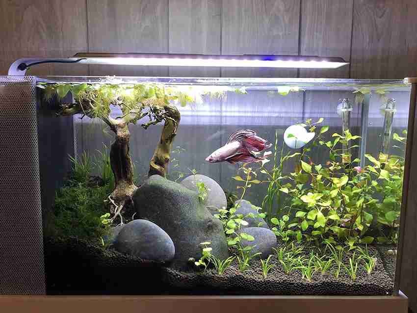 Garden soil discount for aquarium