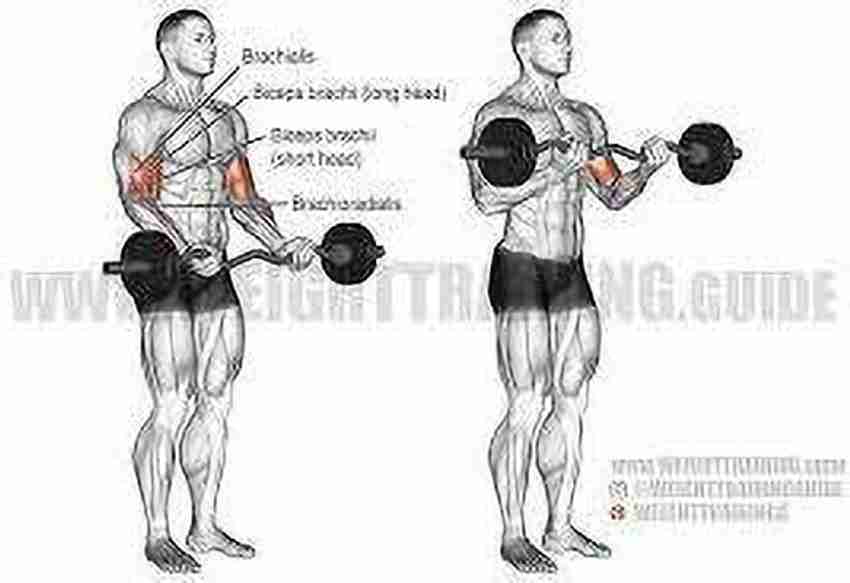 Arm 2025 bar weights