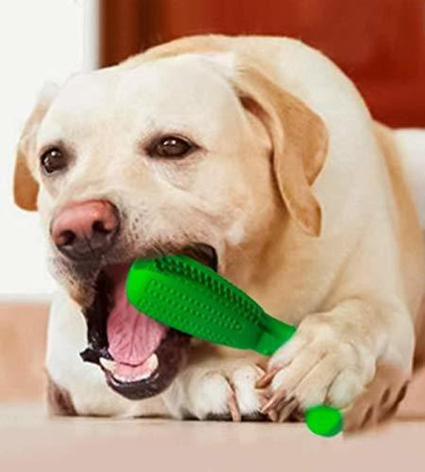 Chew toothbrush sale for dogs