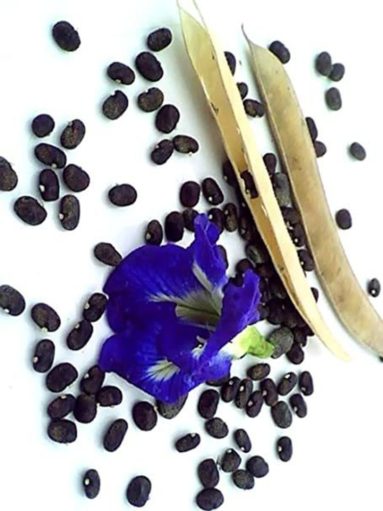 Butterfly pea store seed