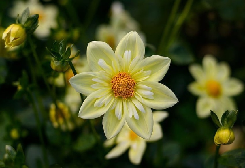 Yellow Flower Photos Download The BEST Free Yellow Flower Stock Photos   HD Images