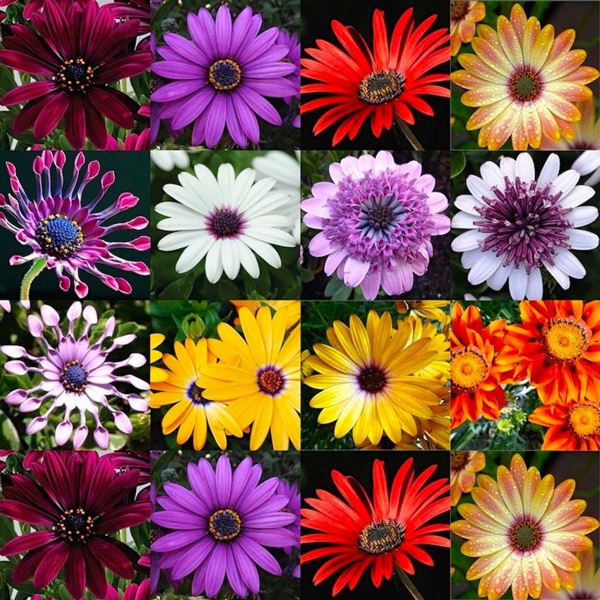 African daisy shop