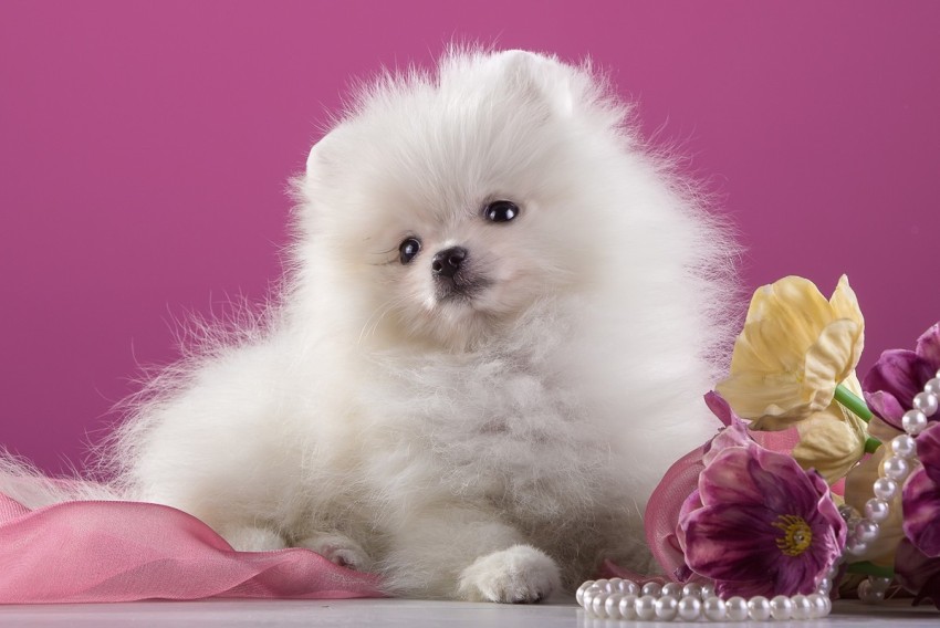 Cute puppies white outlet fluffy