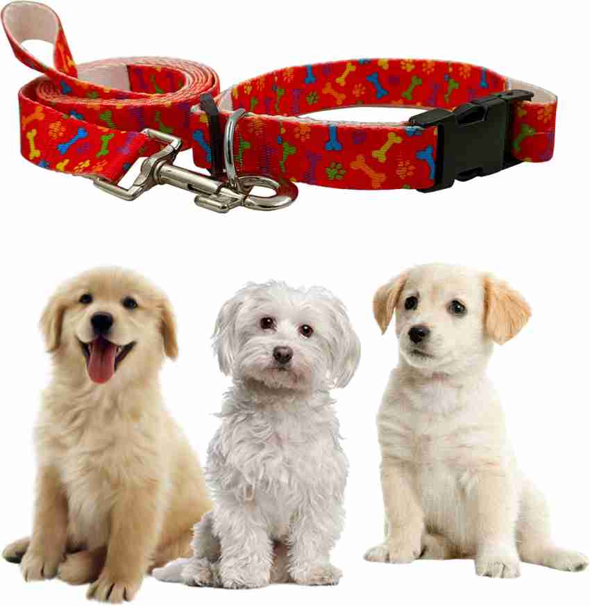 Jainsons Pet Products Dog Collar and Leash Set, Nylon Leash and Collar for  Dog Puppy Cat (1 inch) Dog Collar & Leash Price in India - Buy Jainsons Pet  Products Dog Collar