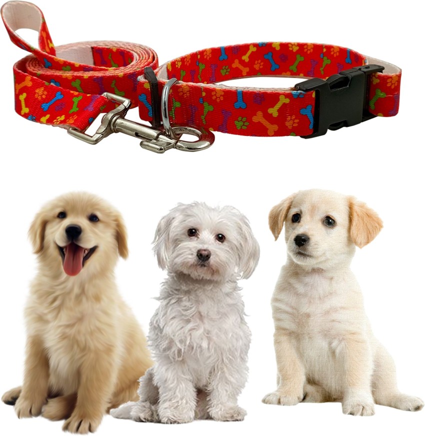 Jainsons Pet Products Dog Collar and Leash Set, Nylon Leash and Collar for  Dog Puppy Cat (1 inch) Dog Collar & Leash