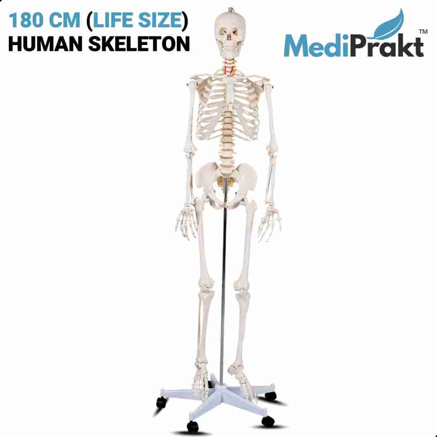 東京都 Female Pelvic Skeleton Anatomical Model， Medical Quality