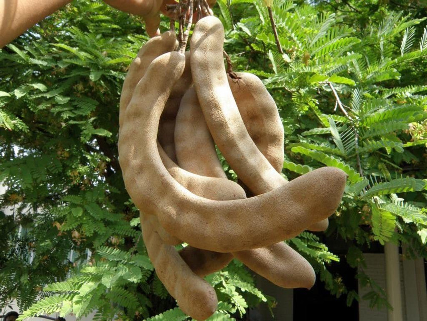 Tamarind Tree Plant Print Medicinal Plants Botanical - Etsy Canada