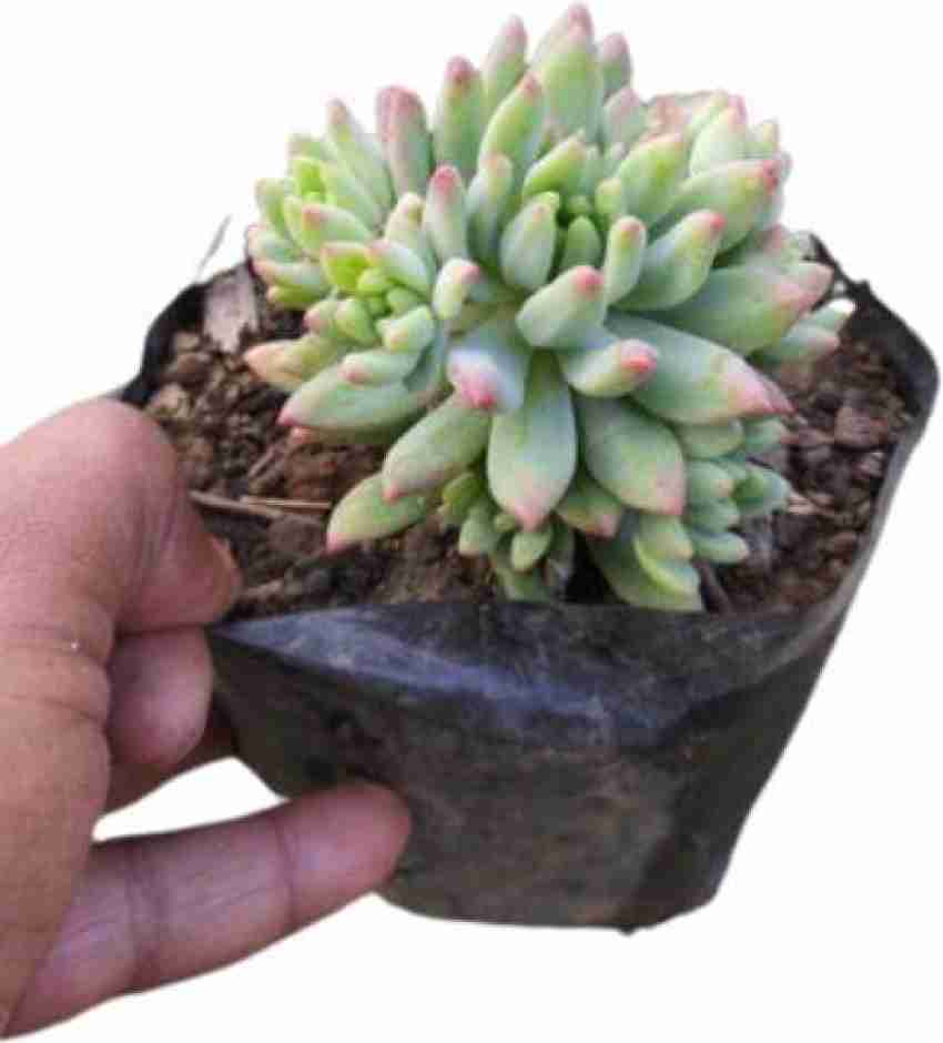 Buy String of Pearls Succulents Online in India at The Best Price –  plant-orbit