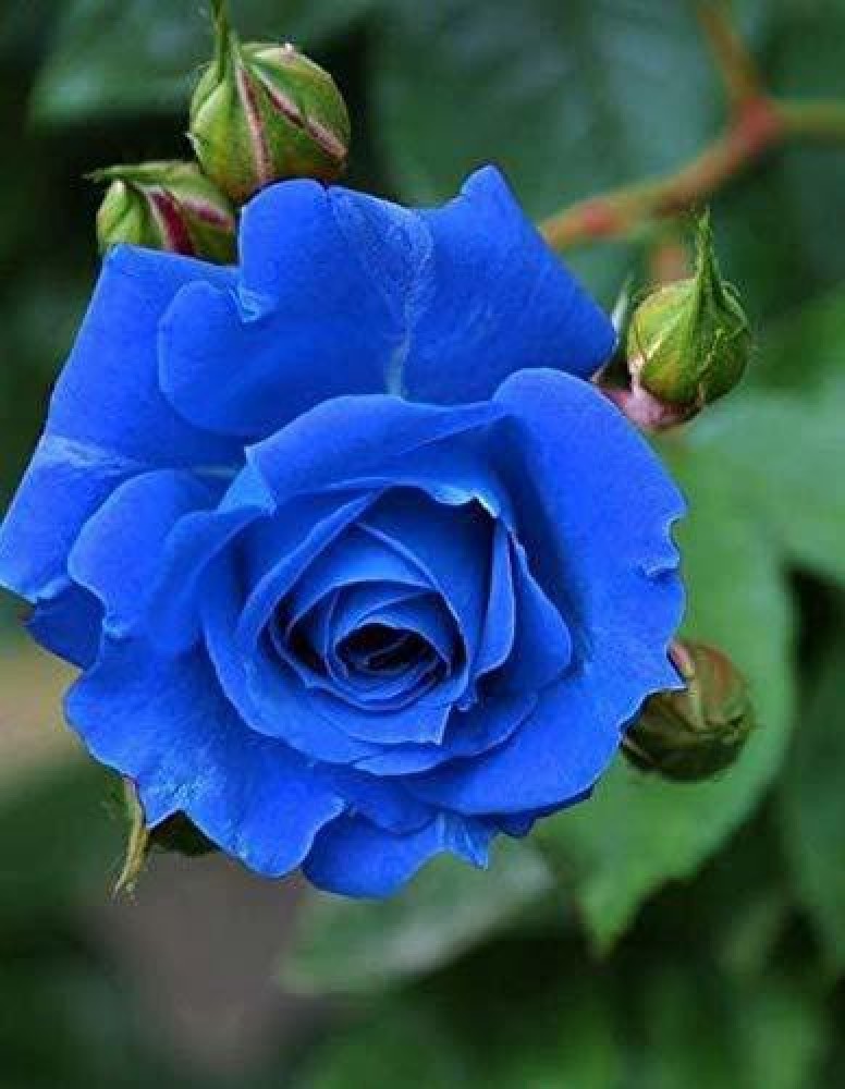 Blue rose deals plant