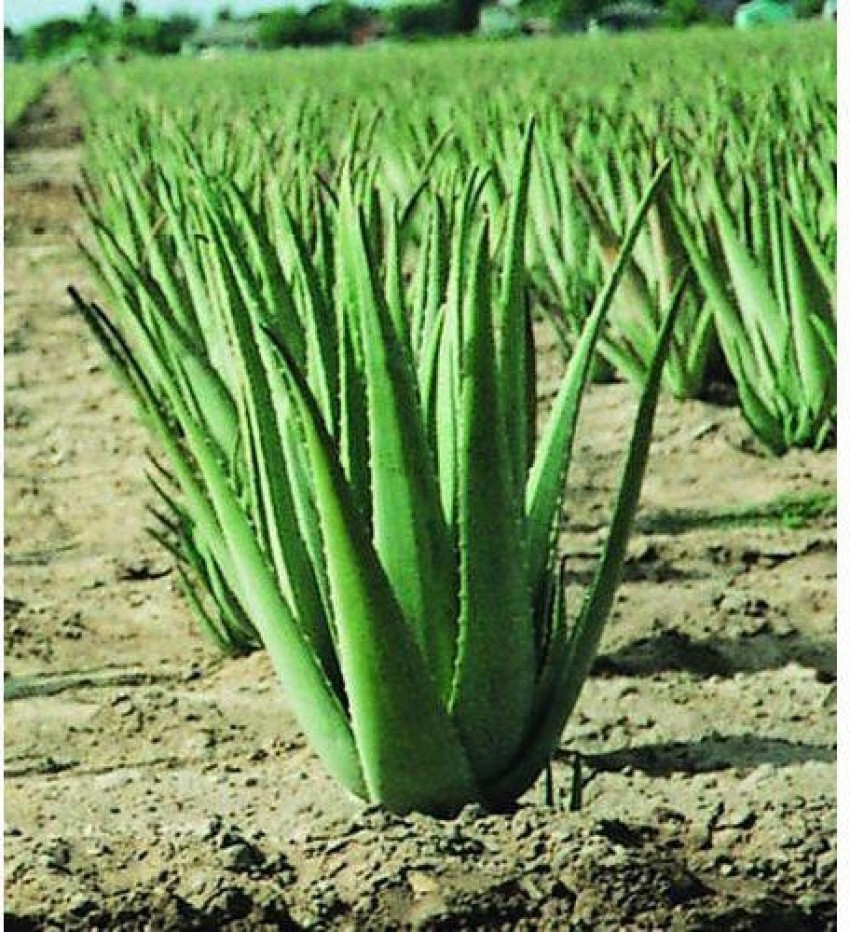 Cloud Farm Aloe Vera Plant Price in India - Buy Cloud Farm Aloe Vera Plant  online at Flipkart.com