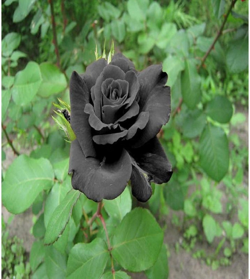 Black sales rose plant