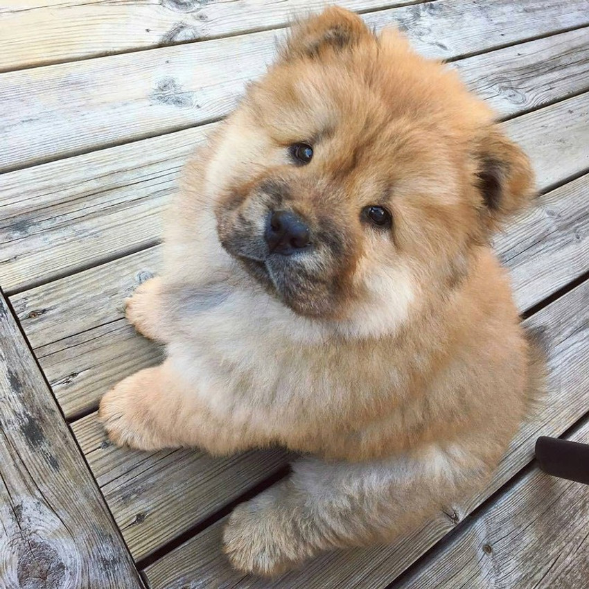Baby chow sales chow dog