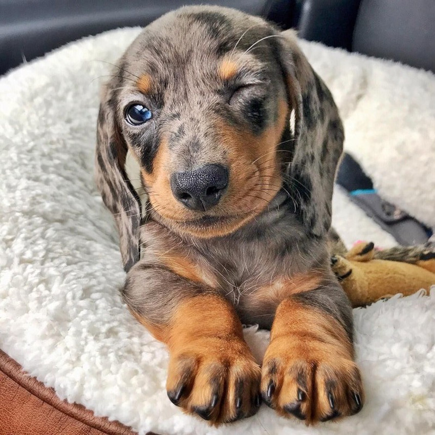 Cute Dachshund Dog Poster Multicolor Photo Paper Print 12 inch X 18 inch Rolled Photographic Paper Animals posters in India Buy art film design movie music nature and educational paintings wallpapers