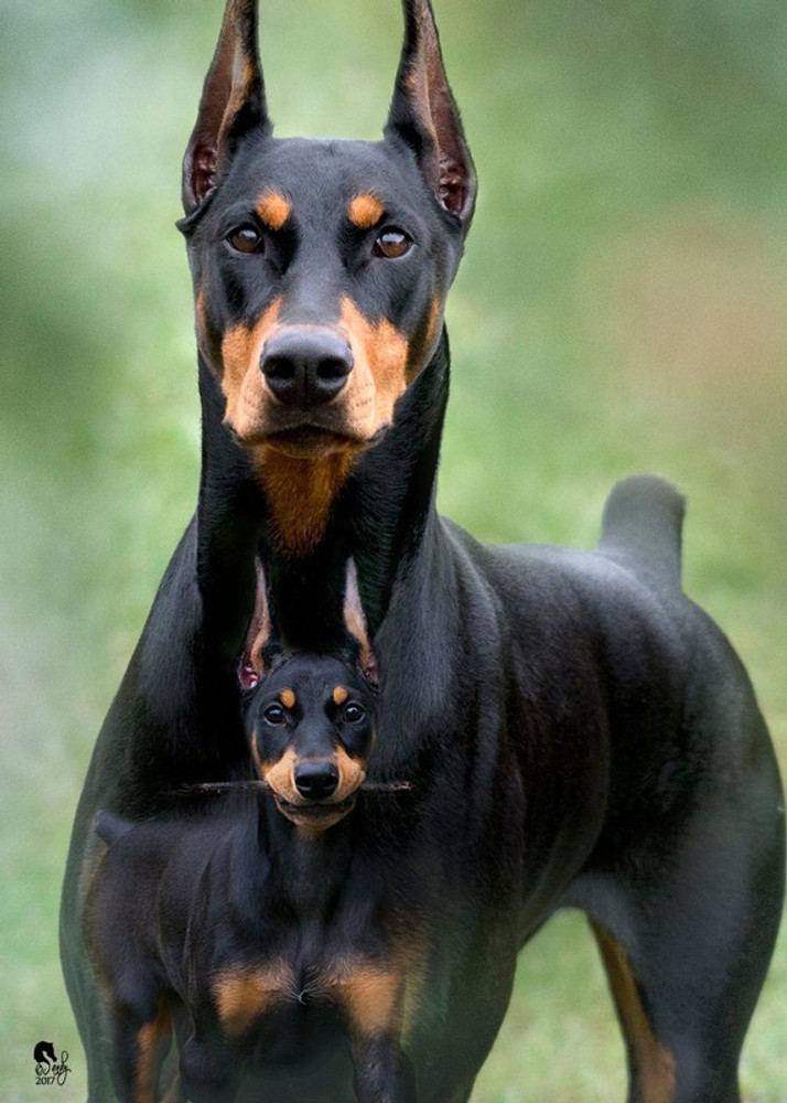 Cute doberman shop