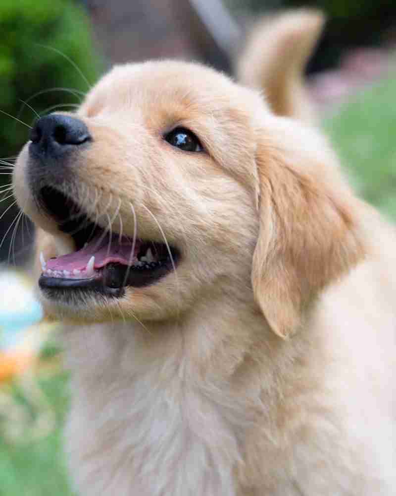 Golden top dog small