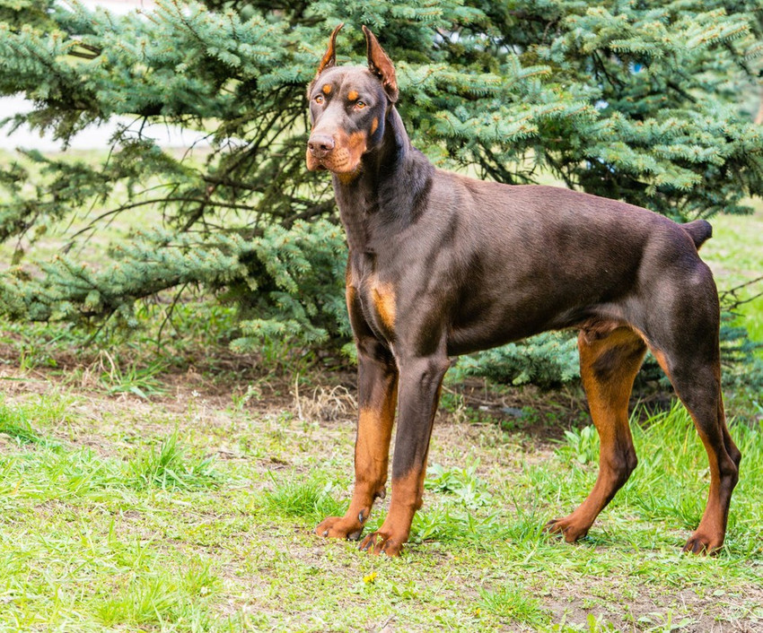 Original discount doberman puppy