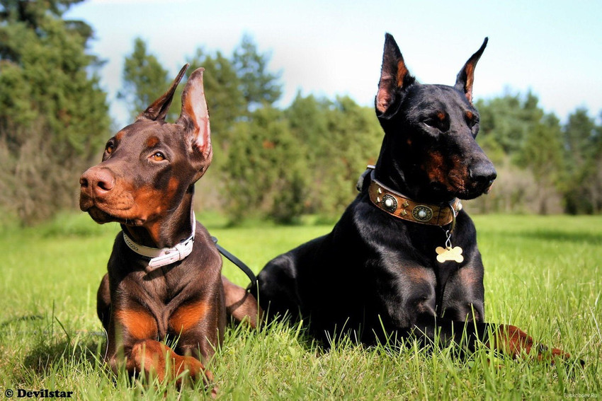 Cute Doberman Dog Poster Multicolor Photo Paper Print 12 inch X