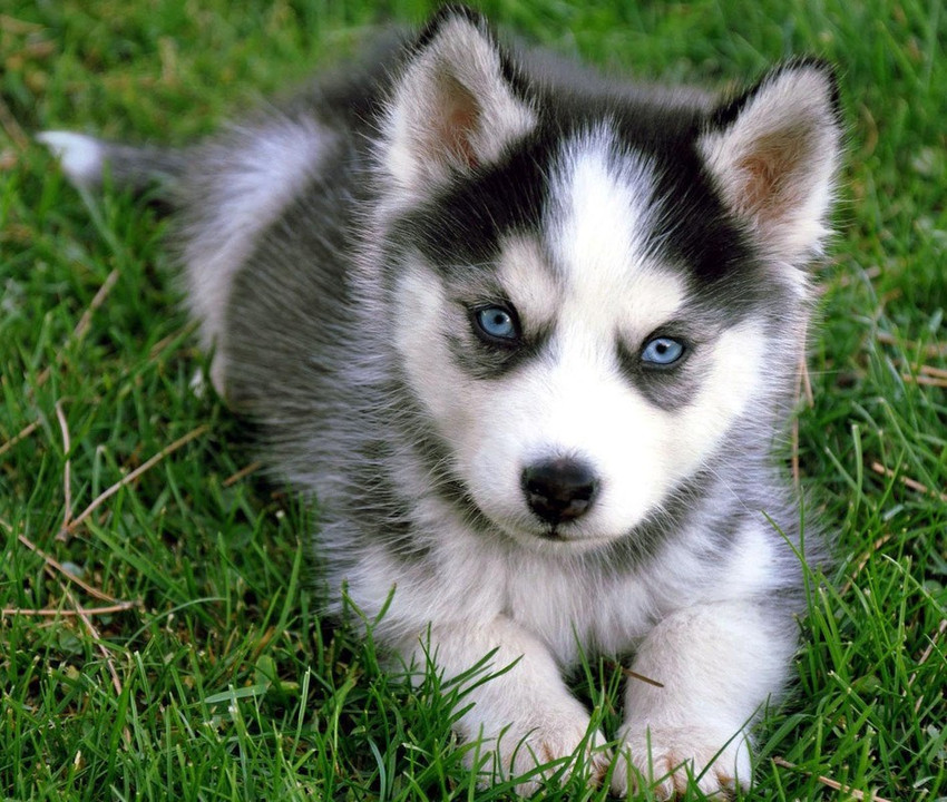 Cute husky dogs clearance