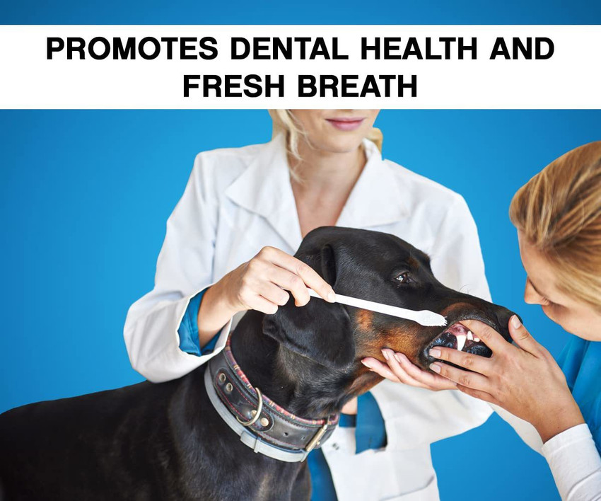 BOLTZ Enzymatic Toothpaste for Dogs 100gm with Mint Flavor Pet