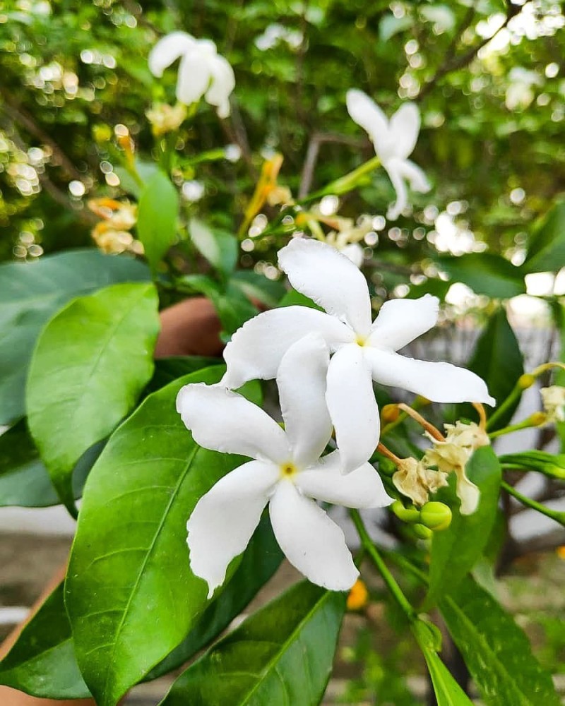 Plant Scented Jasmine if You're Looking for Fragrant Flowers