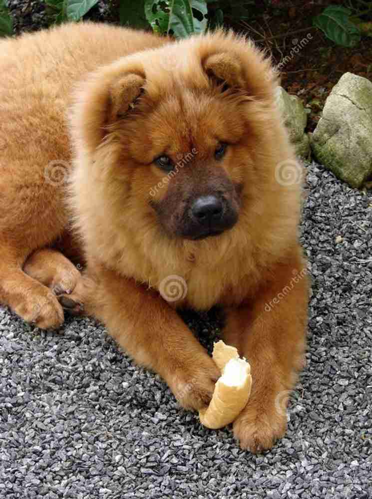 Chow chow x akita sales