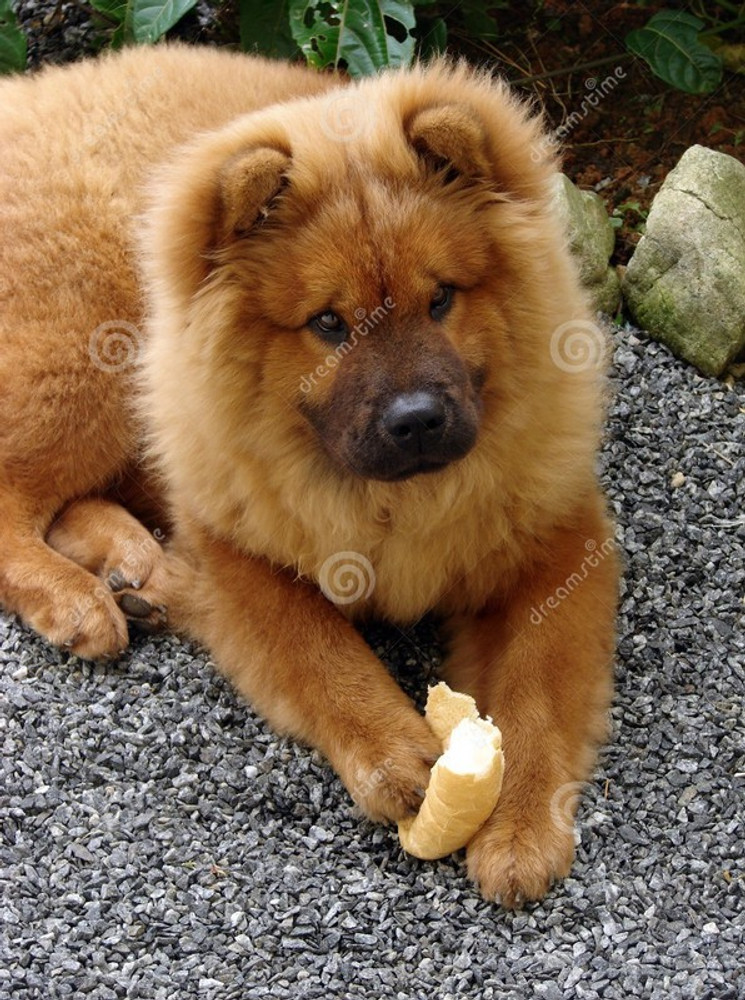 Akita chow puppy sale