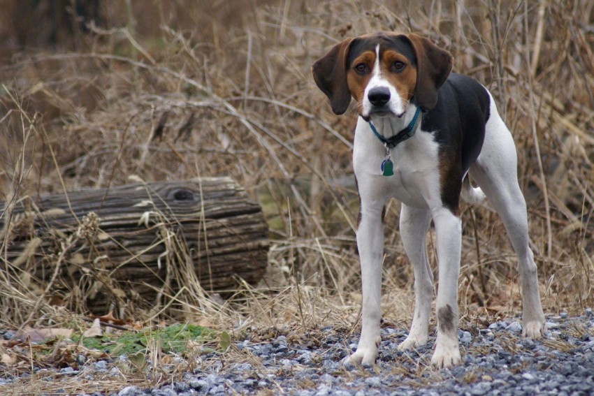 https://rukminim2.flixcart.com/image/850/1000/kz1lle80/poster/c/3/t/small-cute-american-foxhound-dog-multicolour-photo-paper-print-original-imagb5hadjbwvqgb.jpeg?q=90