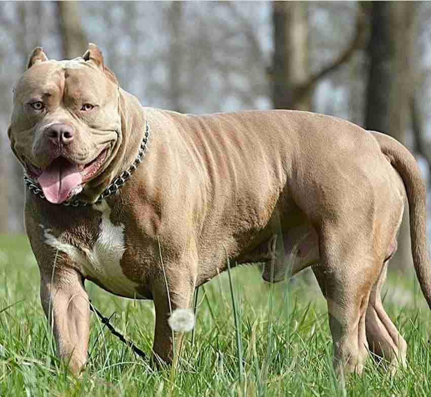 American pitbull best sale terrier dog
