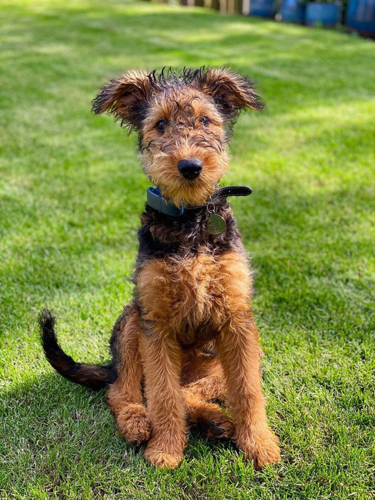 Airedale terrier for sale sale trading post