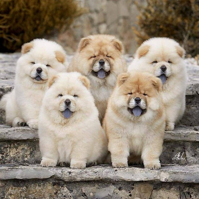 Akita x deals chow chow