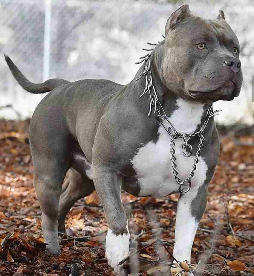 Bull terrier dog hotsell price