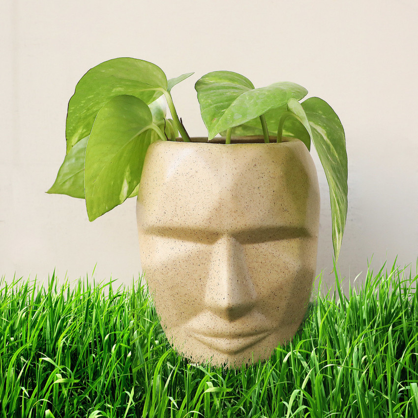 Face plant clearance pot