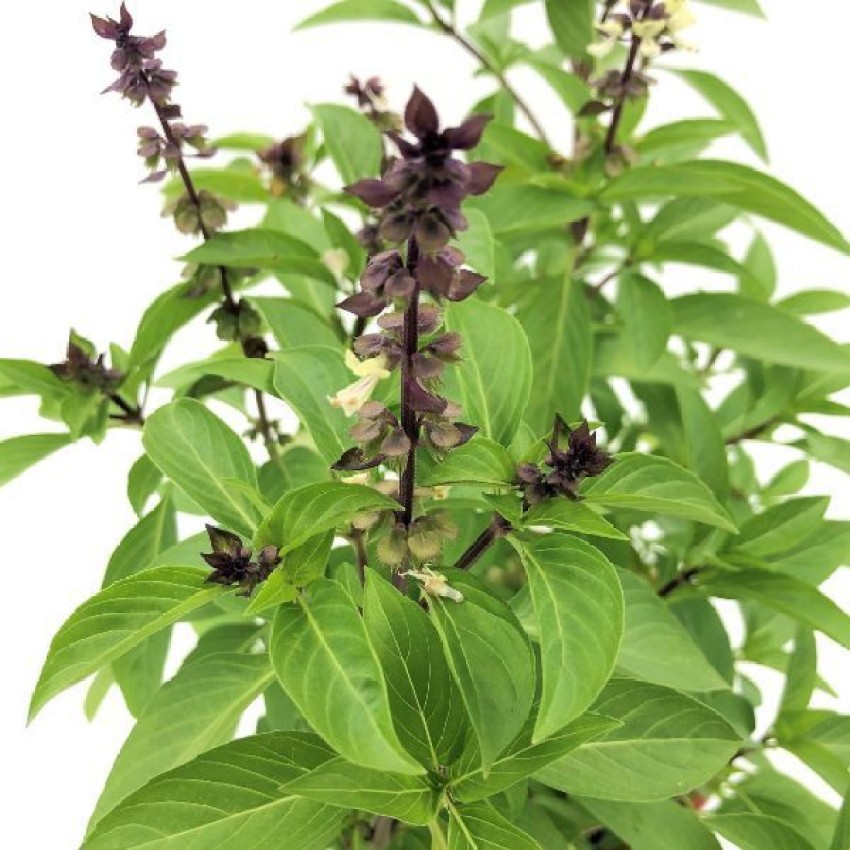 Faabiie Marwa Origanum Majorana Marjoram Basil Plant Pack of 100