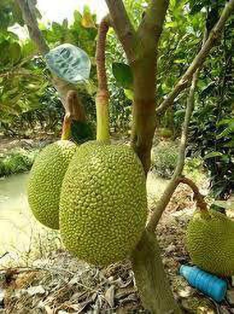 Jackfruit Declared As Official State Fruit Of Kerala;, 42% OFF