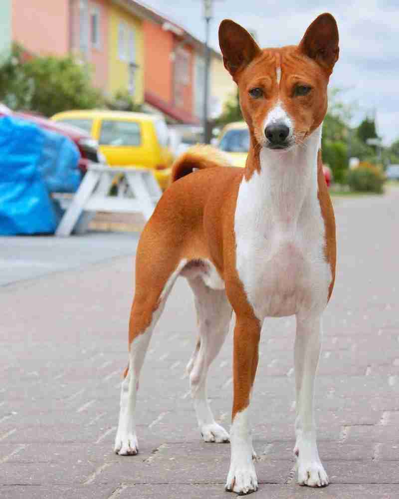 Cute basenji store