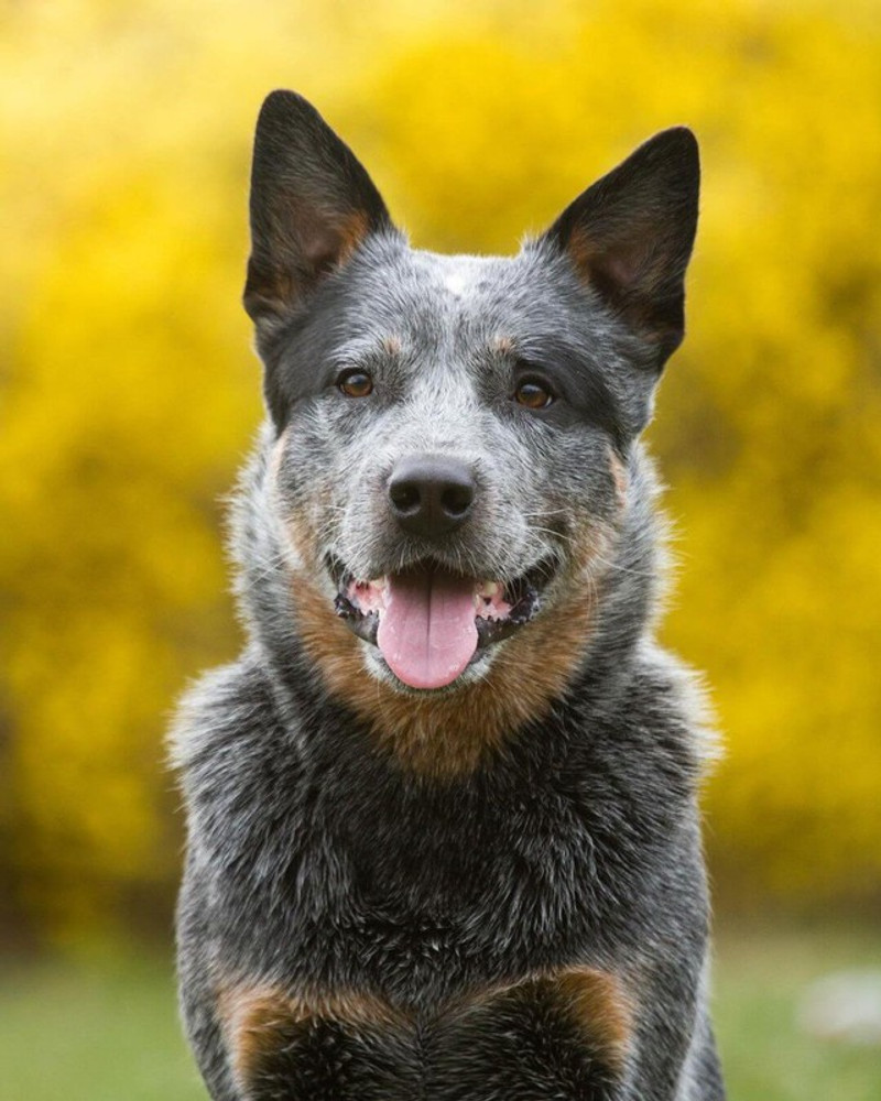 Cute australian cattle dog top