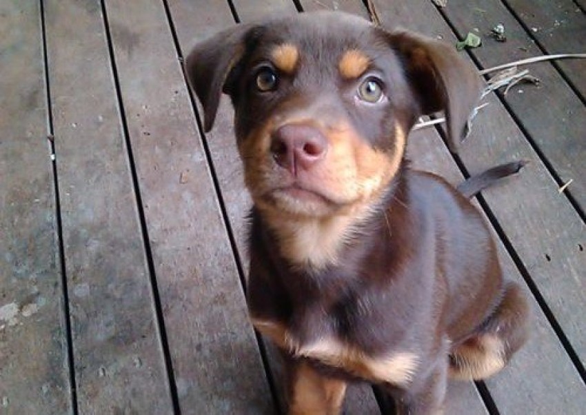 Cute sales kelpie puppies