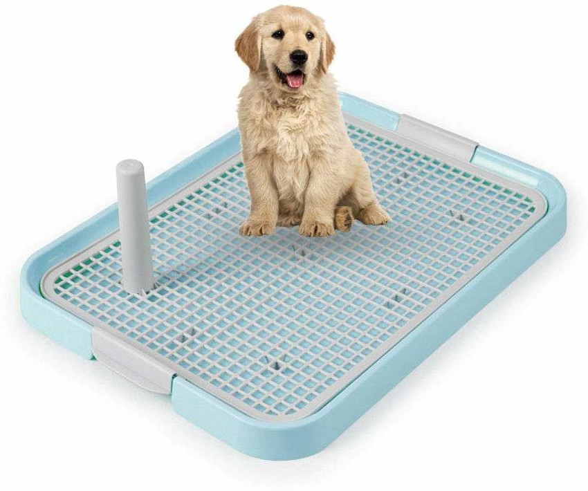 Dogs toilet clearance