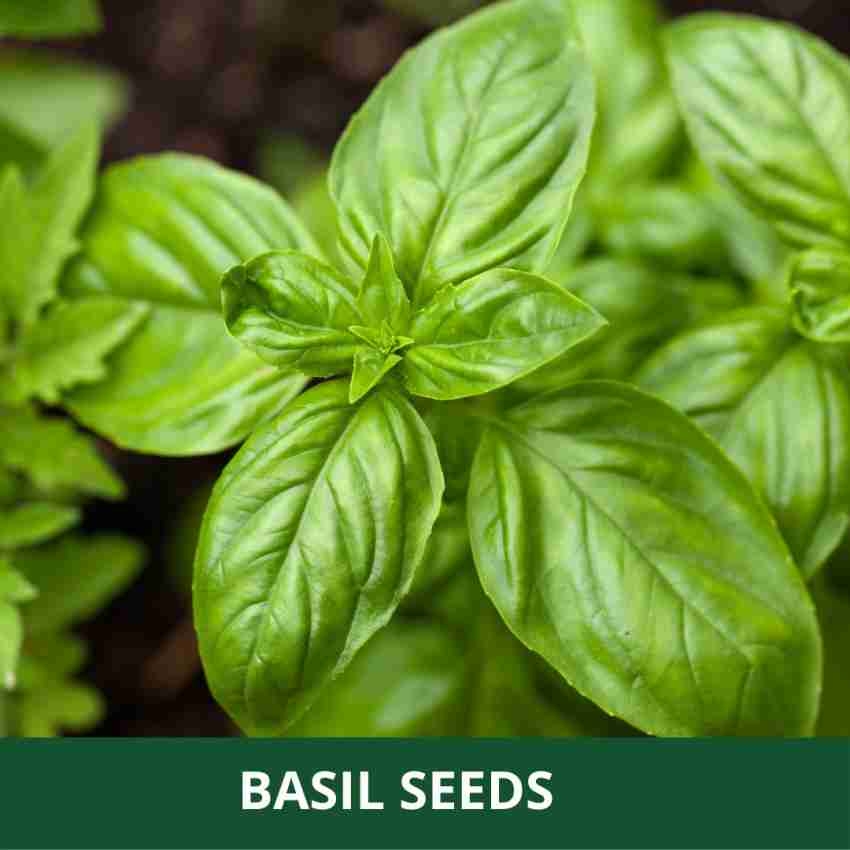 farmgokart 2 Packets of BASIL SEEDS Quality Herbs Seeds Pouch