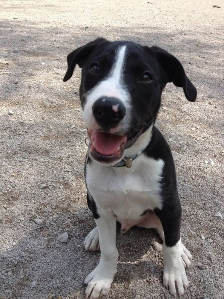 Black and white borador cheap