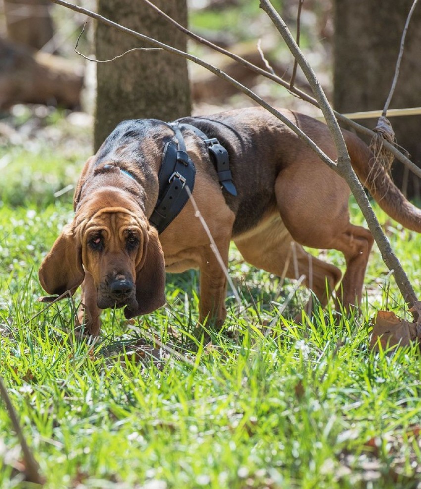 Bloodhound harness clearance