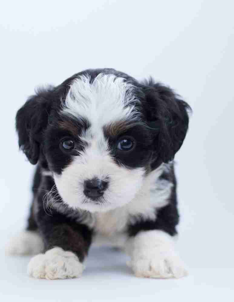 Cute bernedoodle sale