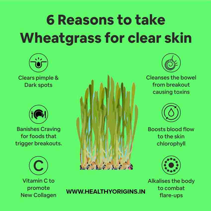 Wheat grass powder for weight loss discount