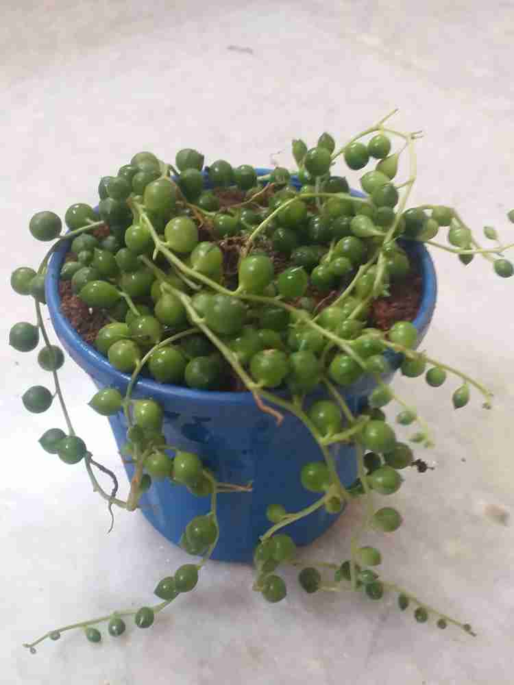 The Himalyanroots String of Pearls Price in India - Buy The Himalyanroots String  of Pearls online at
