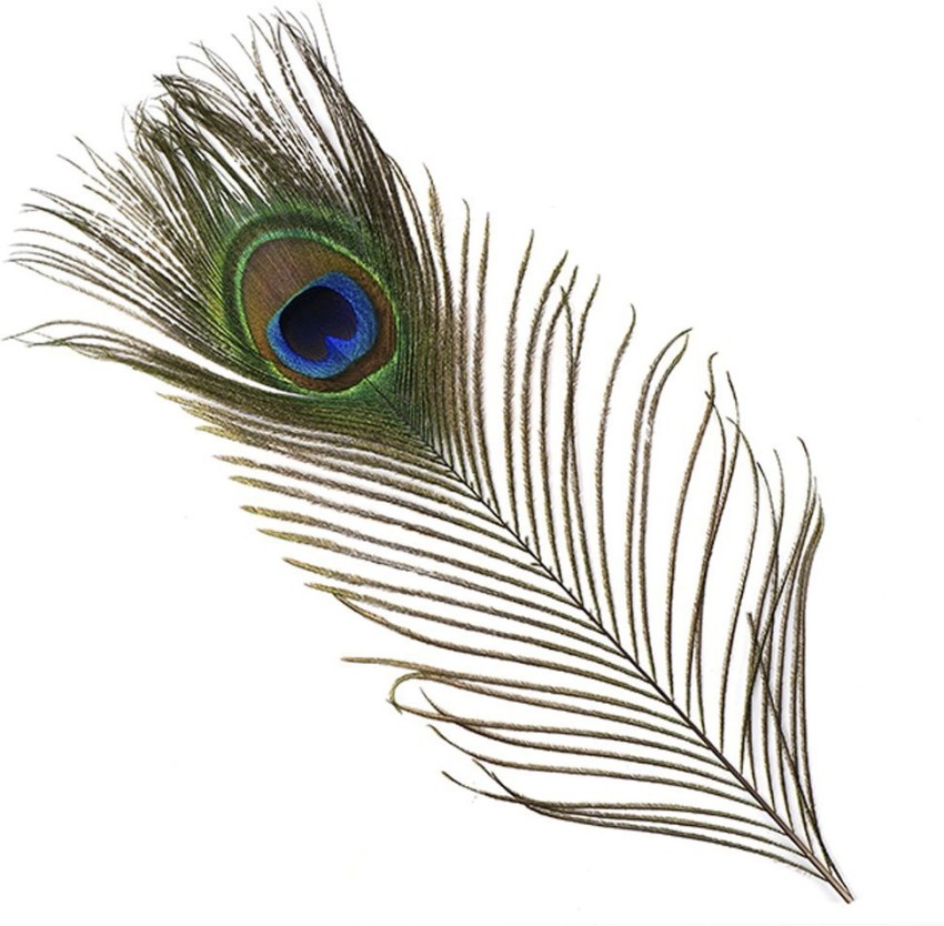 Accents, Five Peacock Ex Large Feathers