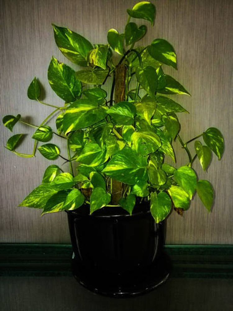 Ukanda Money Plant Price in India - Buy Ukanda Money Plant online at  Flipkart.com
