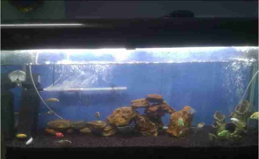Home Decor Fish Aquarium at Rs 500/piece, Aquarium Fish Tank in Lucknow