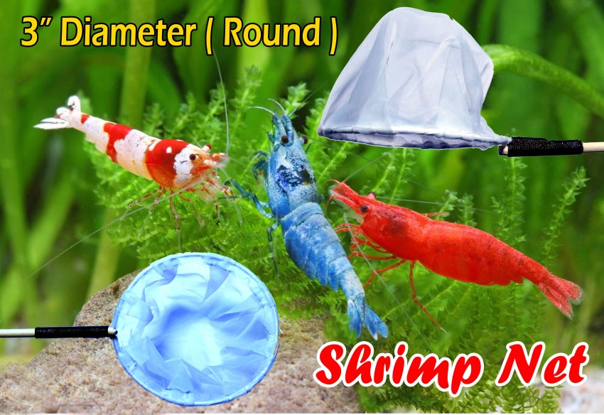 Aqualab Shrimp Net 3 Diameter Aquarium Fish Net Price in India - Buy  Aqualab Shrimp Net 3 Diameter Aquarium Fish Net online at